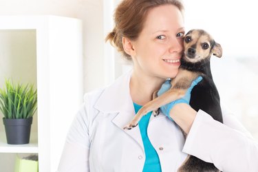 veterinary clinic, veterinarian woman hugging a small dog, pet services, animal treatment, happy puppy