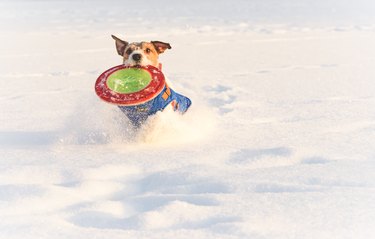 Dog enjoying playing with flying disk in deep snow  as family has fun on wonderful winter day
