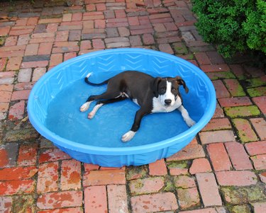 Dog lying in wading pool in water