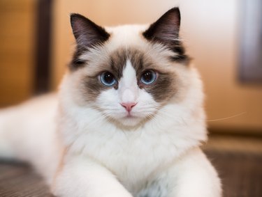 Beautiful young white purebred Ragdoll cat with blue eyes