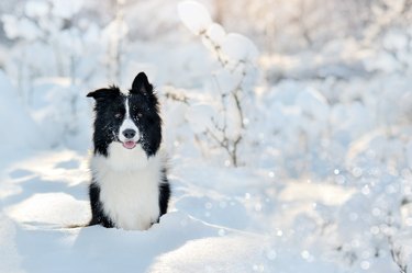A border collie dog sits in the snow and looks at the camera with their mouth open and tongue out.