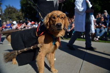 Haute Dog Howl'oween Parade