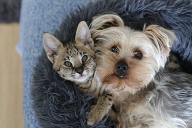Dog and cat with together in bed