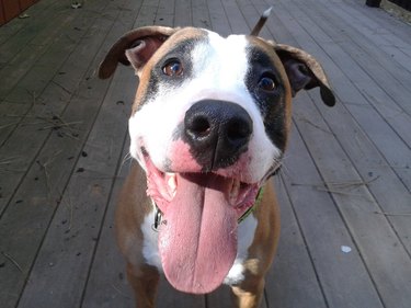 Close-Up Of American Pit Bull Terrier Standing On Boardwalk