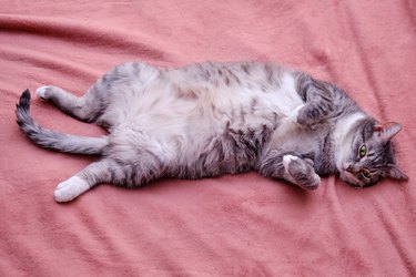 Pet pregnancy and overweight problems in cats, pink background