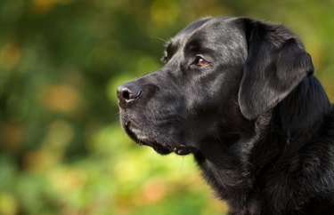 Beautiful black dog breed Labrador.