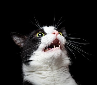 Portrait of an angry (or surprised) cat on black background