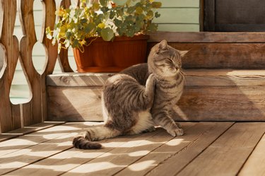 Flea cat itching its neck with paw on porch in outdoors