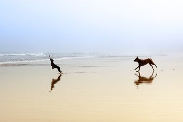 Two dogs running after a ball on the beach reflected in the wet sand on a foggy day in Gijón. Two pets jumping and having fun outdoors on the water.