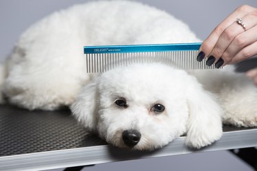 Close-up of a bichon dog with a comb.