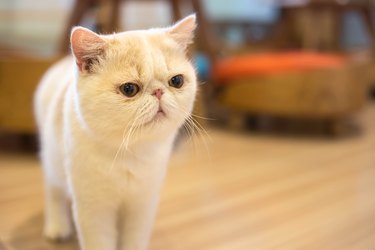 Close-up of a white exotic cat looking ahead.