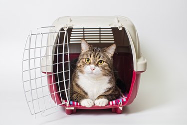 Grey cat sitting in a cat carrier.