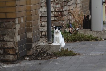 Selective blur on an Angry stray black and white cat, looking and staring at the camera with its grumpy eyes eyes, ready to attack.