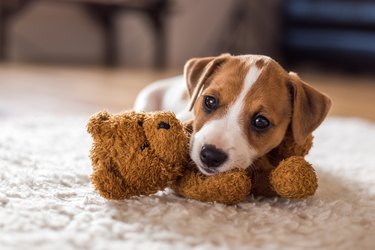 my puppy humps his teddy