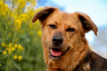 a beautiful head portrait from a mixed shepherd dog in the rape seed field