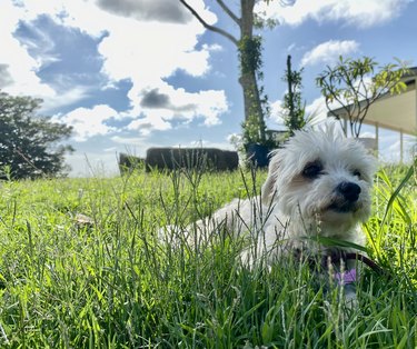 White Small Travel Lap Dog in Lush Green Grass Country Nature