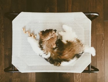 Puppy Enjoys Bully Stick