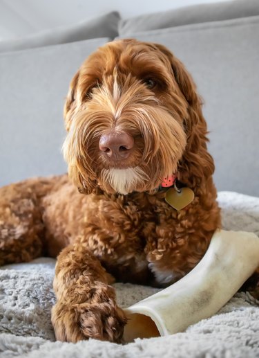 Labradoodle dog with a large bone between the paws.