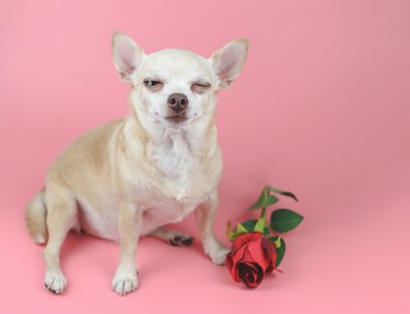 brown Chihuahua dog  sitting  by  red rose on pink background, winking his eye. Funny  pets  and Valentine's day concept