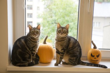 Two cats on a windowsill with pumpkins.
