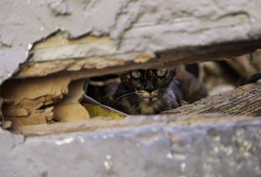 Cat stuck under store house