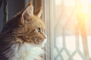 A beautiful red Maine Coon cat looks out the window.