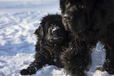 Newfoundland dog in the snow