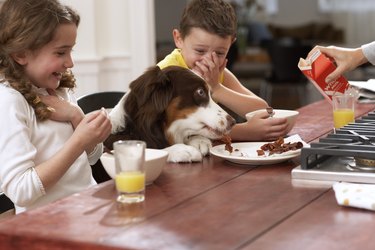 Dog eating scraps from plate between children (6-8) at kitchen table