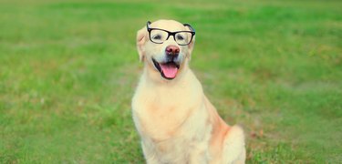 Golden Retriever dog in eyeglasses on the grass on a summer day