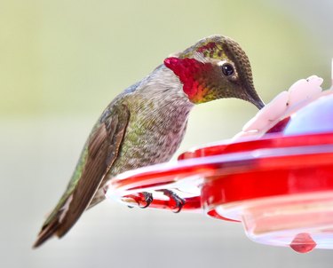 Allen’s Hummingbird with iridescent feathers perched on bird feeder