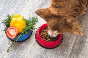 dog eats dry food. Next to it is a bowl of fresh vegetables. Dog food concept
