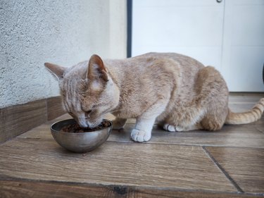 Domestic cat eating.