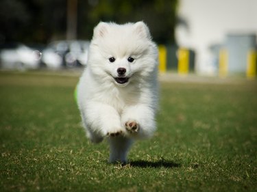 Mini Eskimo dog