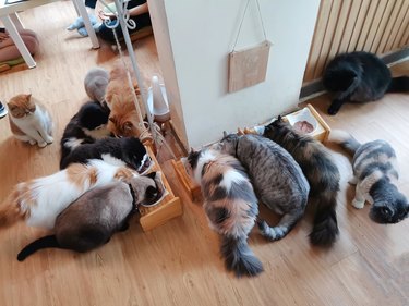 Feeding Cats