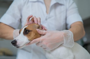 The veterinarian examines the dog's ears. Jack Russell Terrier Ear Allergy