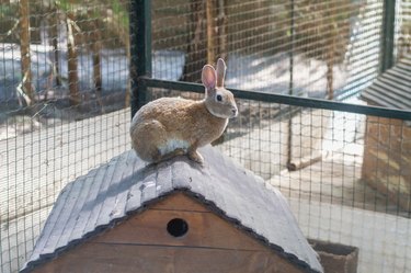 Homemade red rabbit on the roof of a wooden house for rabbits