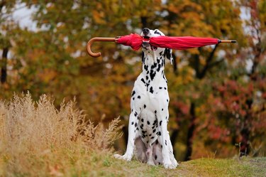 Dalmatian dog holding red umbrella in teeth