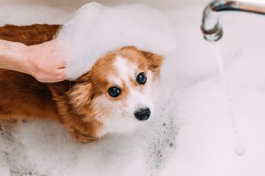 man's hand and a dog in the foam for bathing. Dog hygiene concept