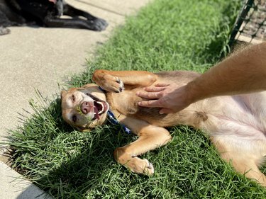 Happy brown dog getting a belly rub outside