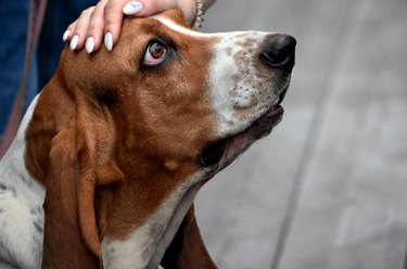 hand stroking a dog with large hanging ears of the Basset Hound breed on the street
