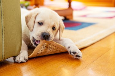 How to Prevent a Dog From Chewing on Furniture | Cuteness