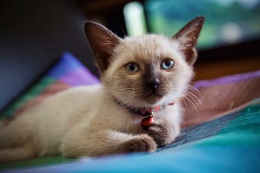 Close-up of a Tonkinese kitten.