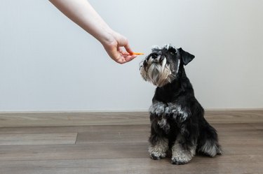 Hand giving a biscuit to a puppy - feeding miniature schnauzer at home