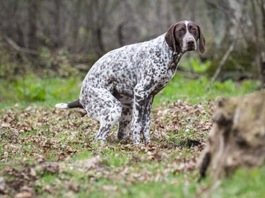 funny dog pooping, funny dogs poop photos