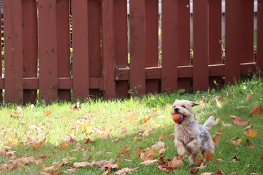 Beautiful Morkie breed dog playing with his ball in the garden