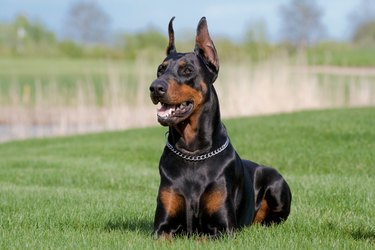 Massive best sale doberman pinscher