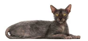 Lykoi cat against a white background.