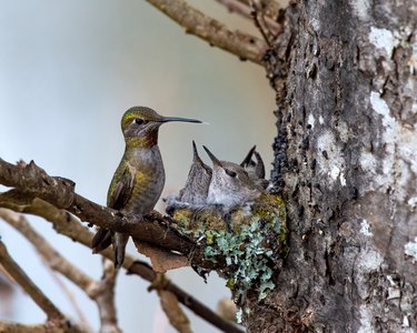 Closeup of Anna's hummingbird and babies in the nest, Swan Lake, Victoria, BC Canada