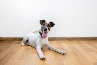 Cute and funny smooth fox terrier puppy lays on the floor