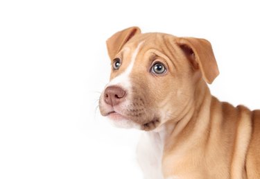 Isolated brown and white puppy dog looking at camera.